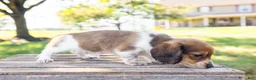 Miniature Dachshund dogs for sale: Huxley - Ad 10