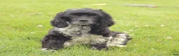 Cocker Spaniel dogs for sale: Bingo - Ad 5