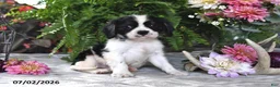 Cavalier King Charles Spaniel dogs for sale: Jaxon - Ad 4