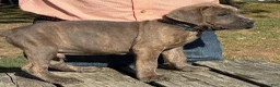 Cane Corso dogs for sale: Cane Corso 5 - Ad 4