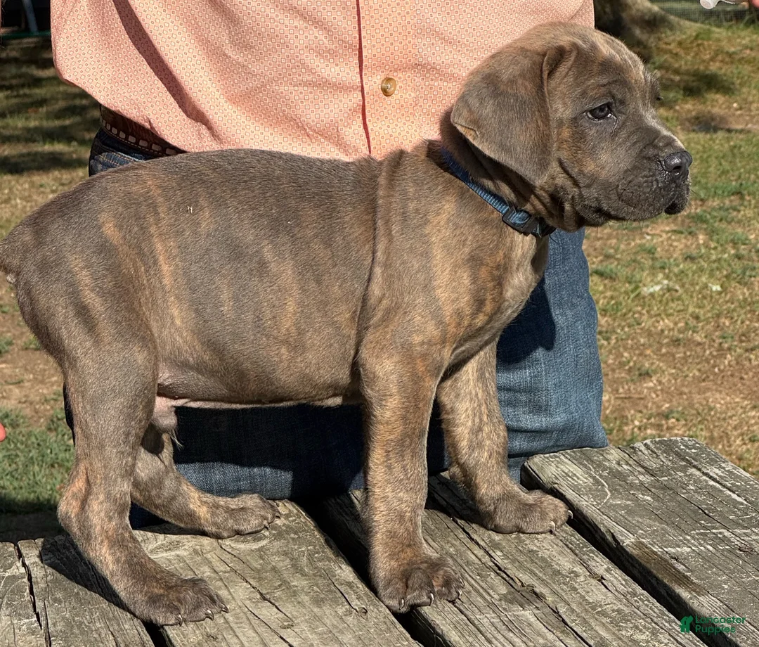 Cane Corso dogs for sale: Cane Corso 5 - Ad 4