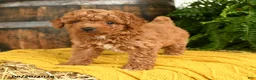 Toy Poodle dogs for sale: Napoleon - Ad 4