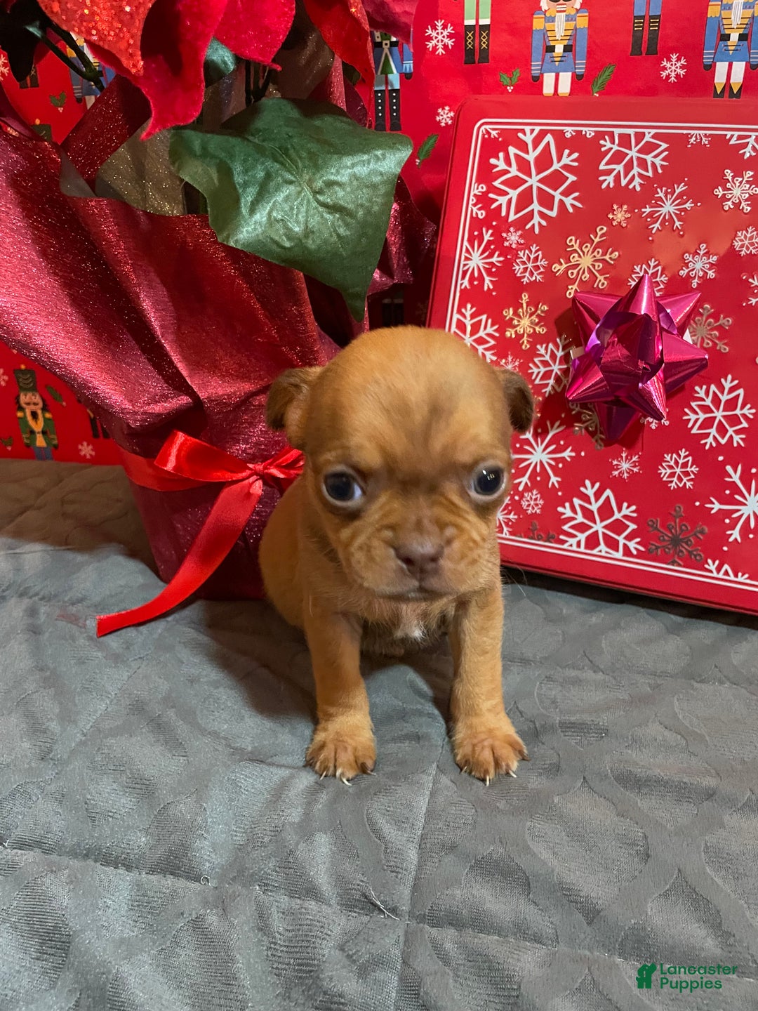 Mixed Breed dogs for sale: Peanut - Ad 1