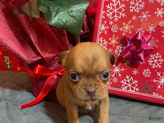 Mixed Breed dogs Peanut - Ad 18