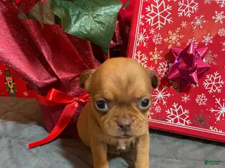 Mixed Breed dogs Peanut - Ad 42