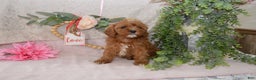 Cavapoo dogs for sale: Jewel - Ad 2