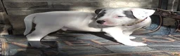 American Bully dogs for sale: "THA ROCK" WHITE WITH MERLE PATCHES - Ad 5