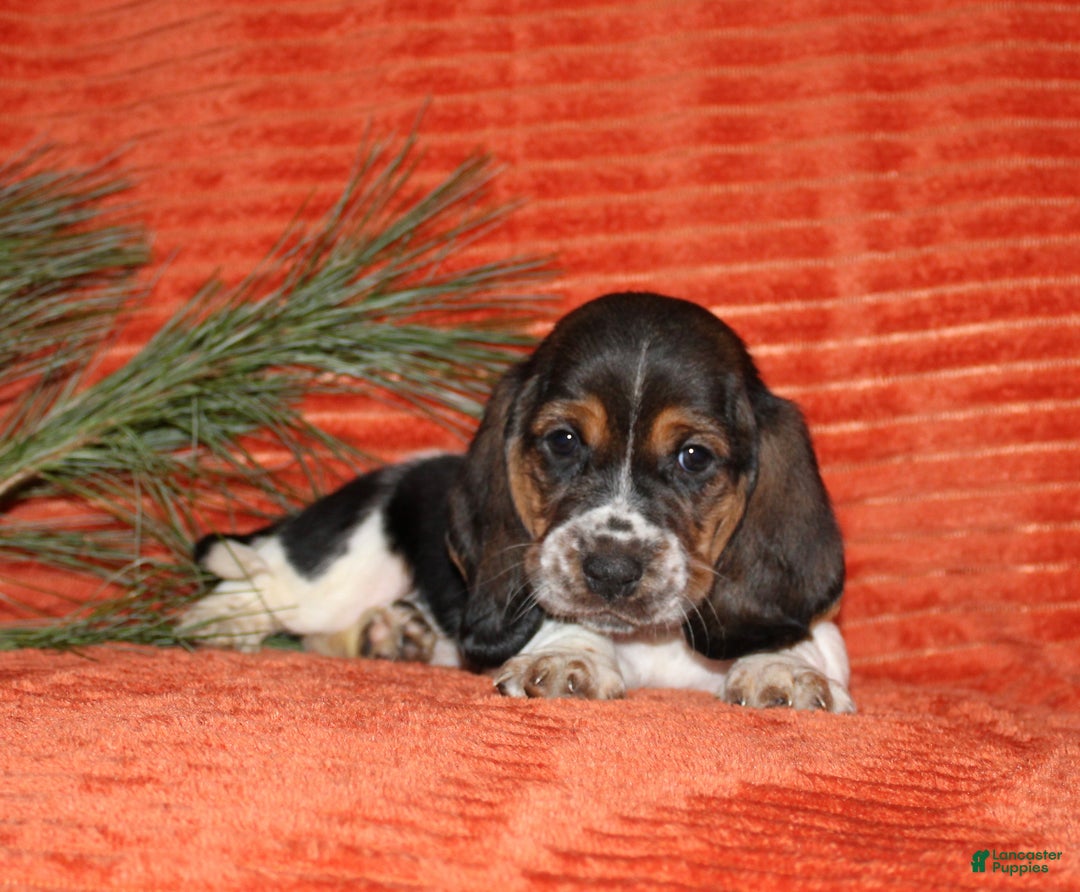 Basset Hound dogs for sale: Smiley - Ad 3