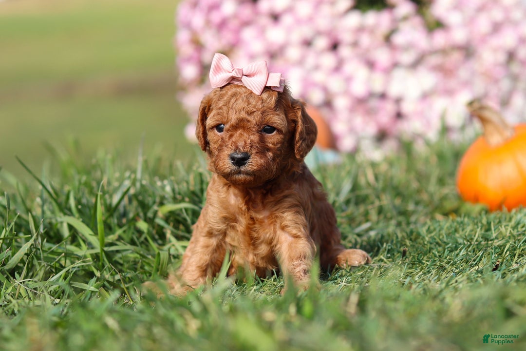 Cavapoo dogs for sale: Brooke - Ad 2
