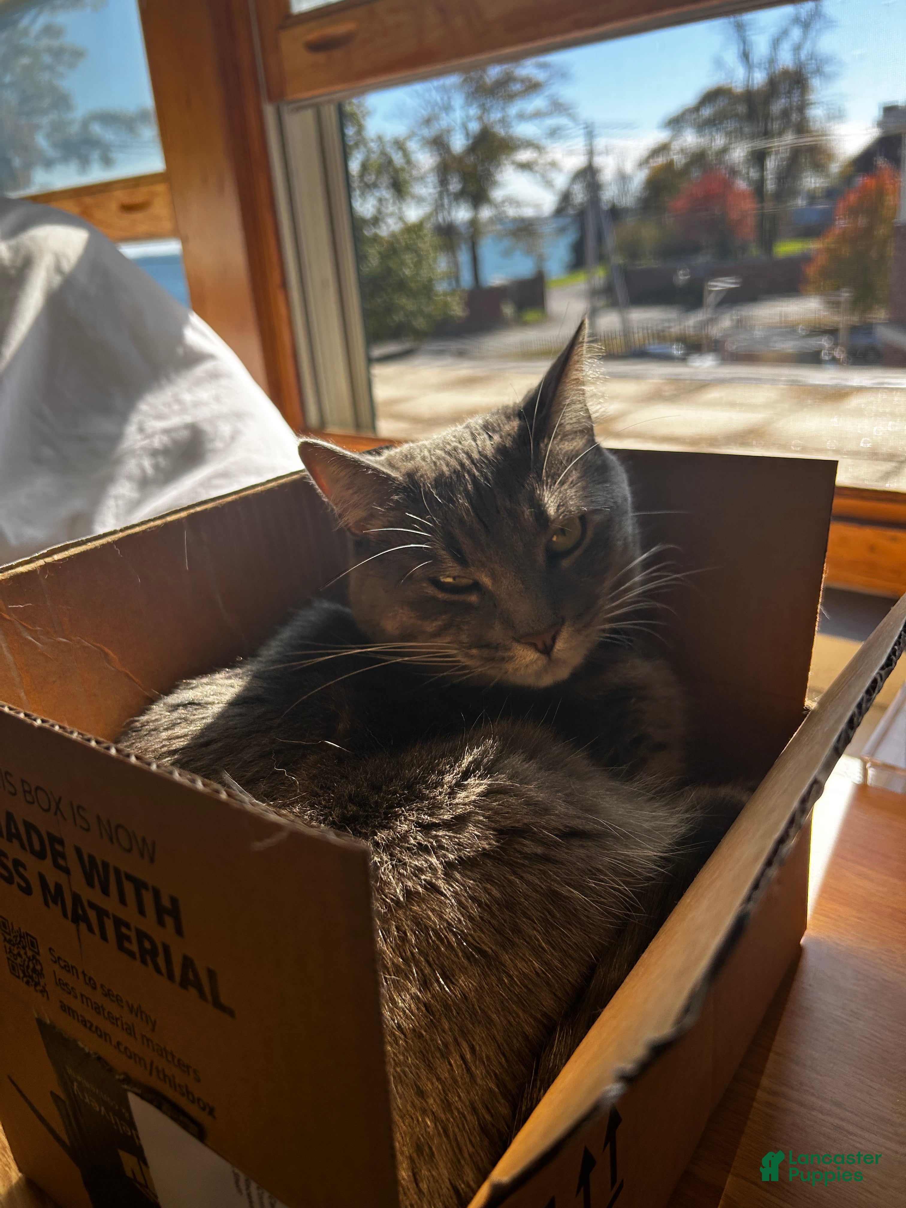 Mixed Breed dogs rosy - Ad 22