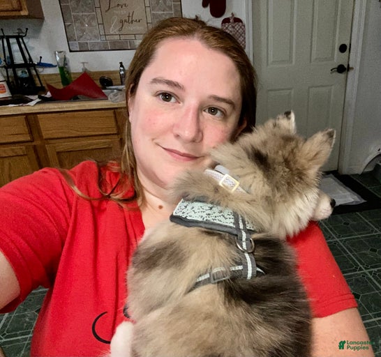 Gallery Image {{count}}