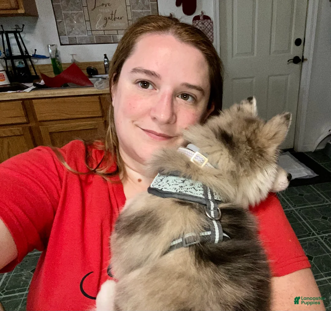 Gallery Image {{count}}