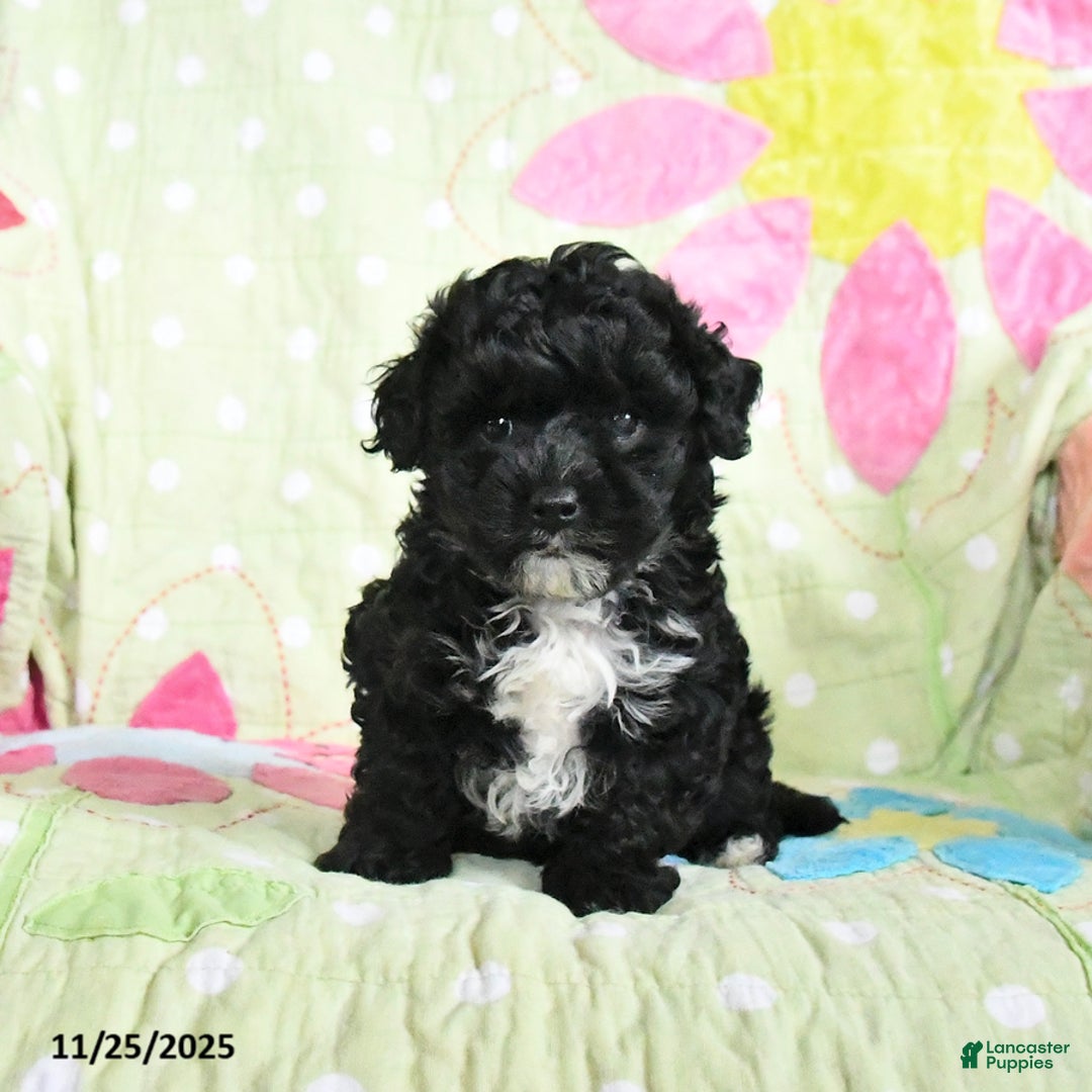 Maltipoo dogs for sale: Herman - Ad 3