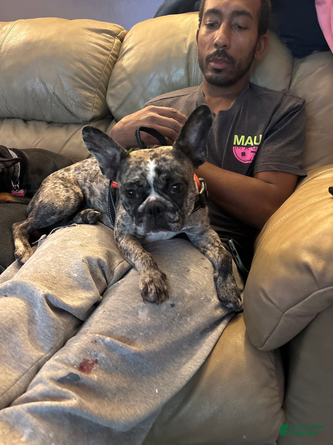 French Bulldog dogs for sale: French Bulldog Puppy 1 - Ad 5