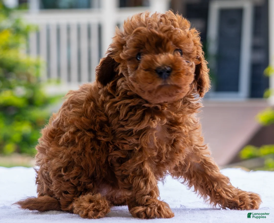 Miniature Poodle dogs for sale: Crystal - Ad 1
