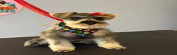 Miniature Schnauzer dogs for sale: Miniature Schnauzer 1 - Ad 14