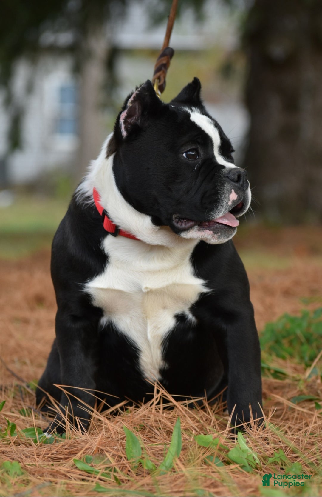 Mixed Breed dogs for sale: Prettia bully bulldog hybrid  - Ad 12