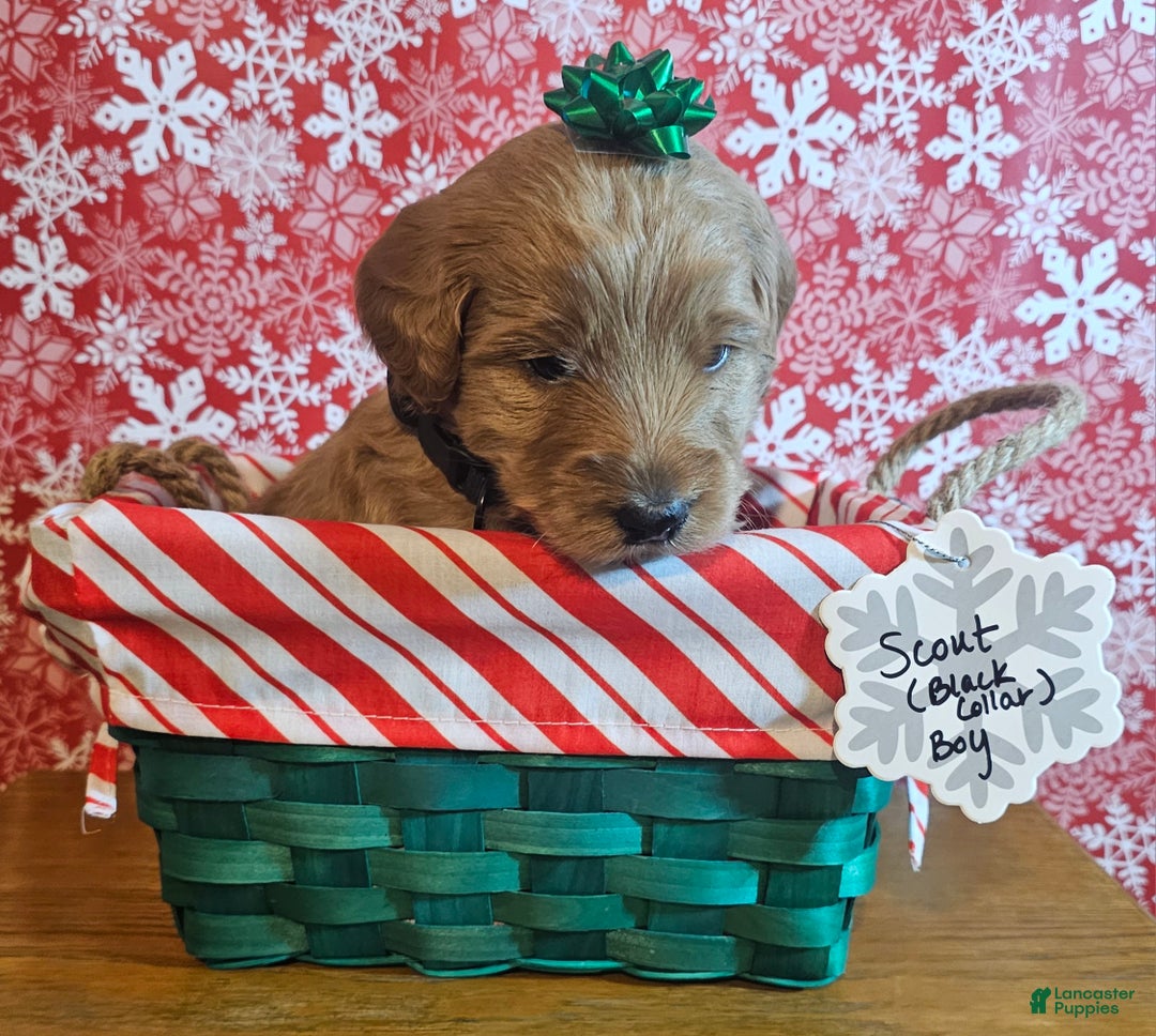 Mixed Breed dogs for sale: Reba - Ad 14