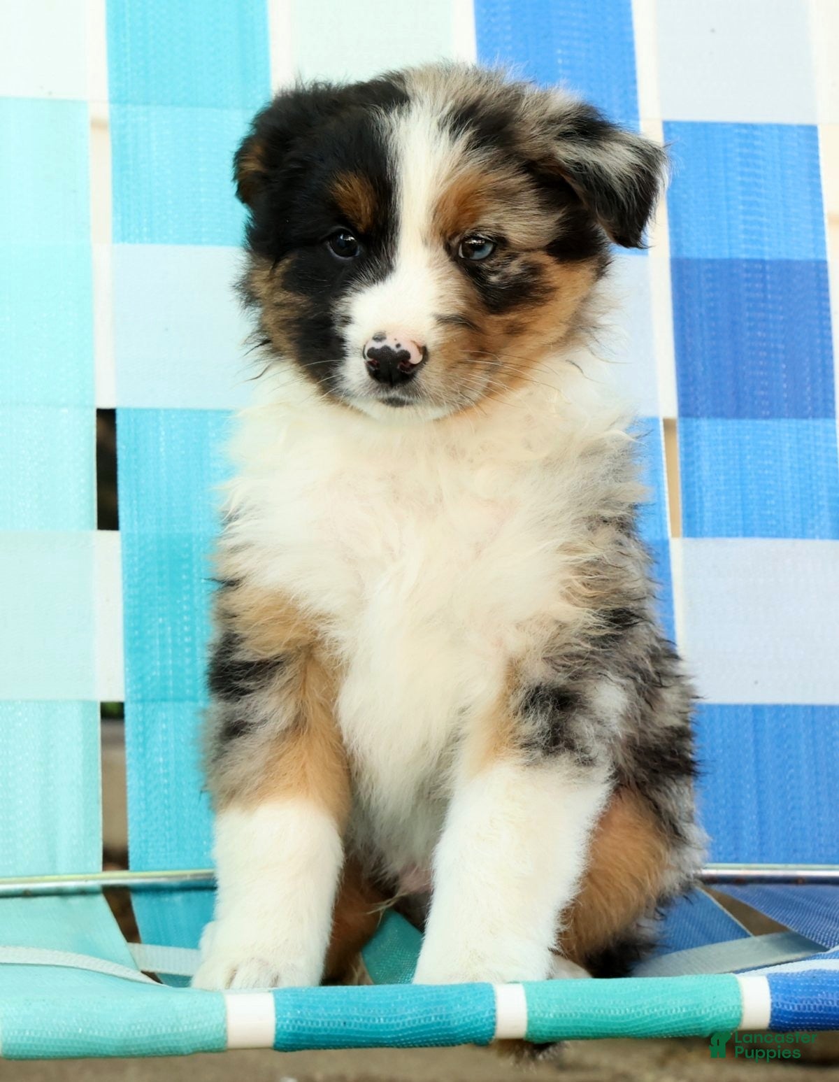 Australian Shepherd dogs for sale: Chip - Ad 9