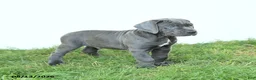Cane Corso dogs for sale: Riggs - Ad 9