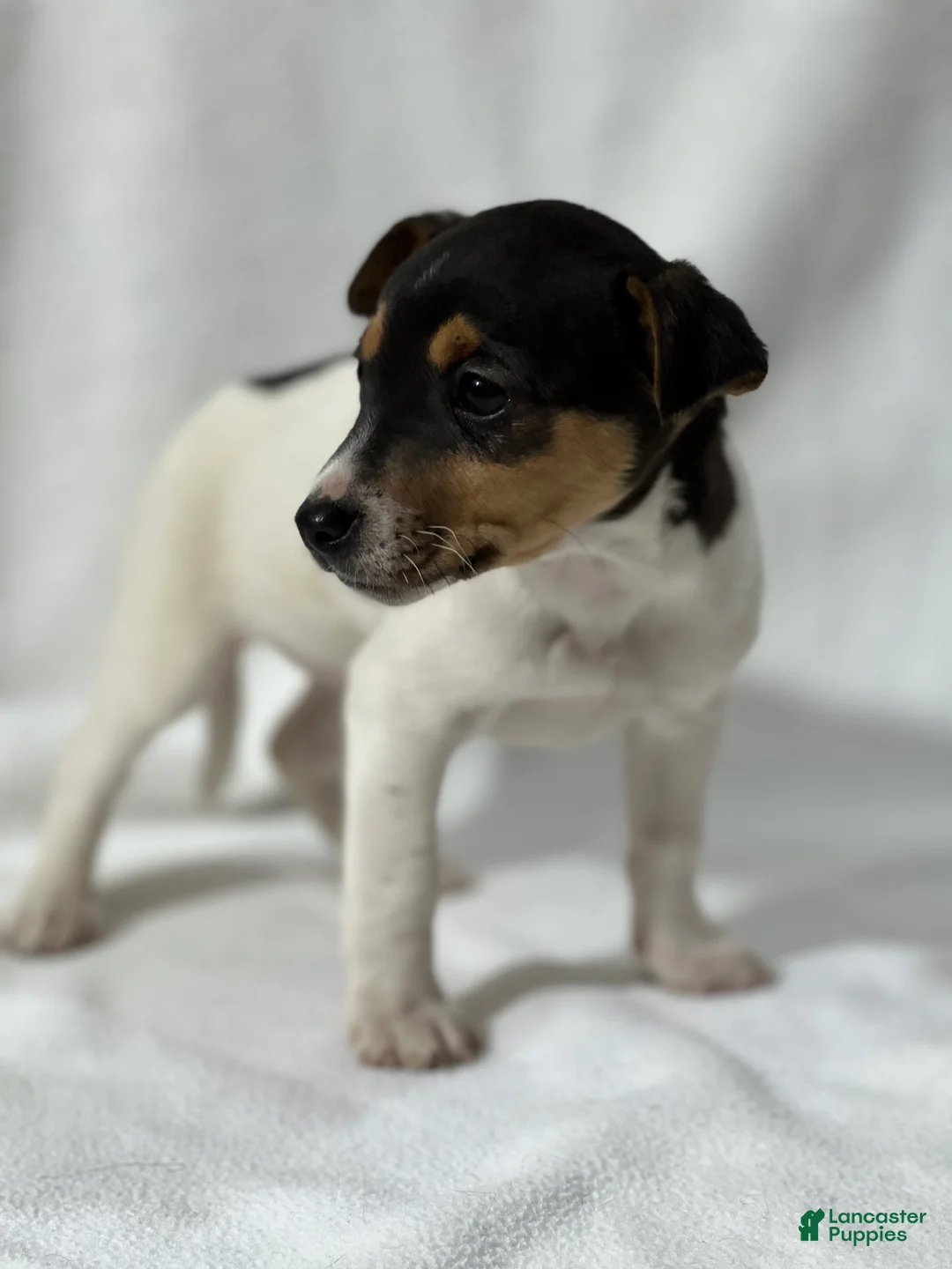 Jack Russell Terrier dogs for sale: Blaire - Ad 2