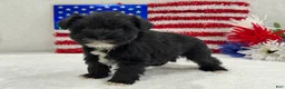 Miniature Schnauzer dogs for sale: Piper Female 1 - Ad 3