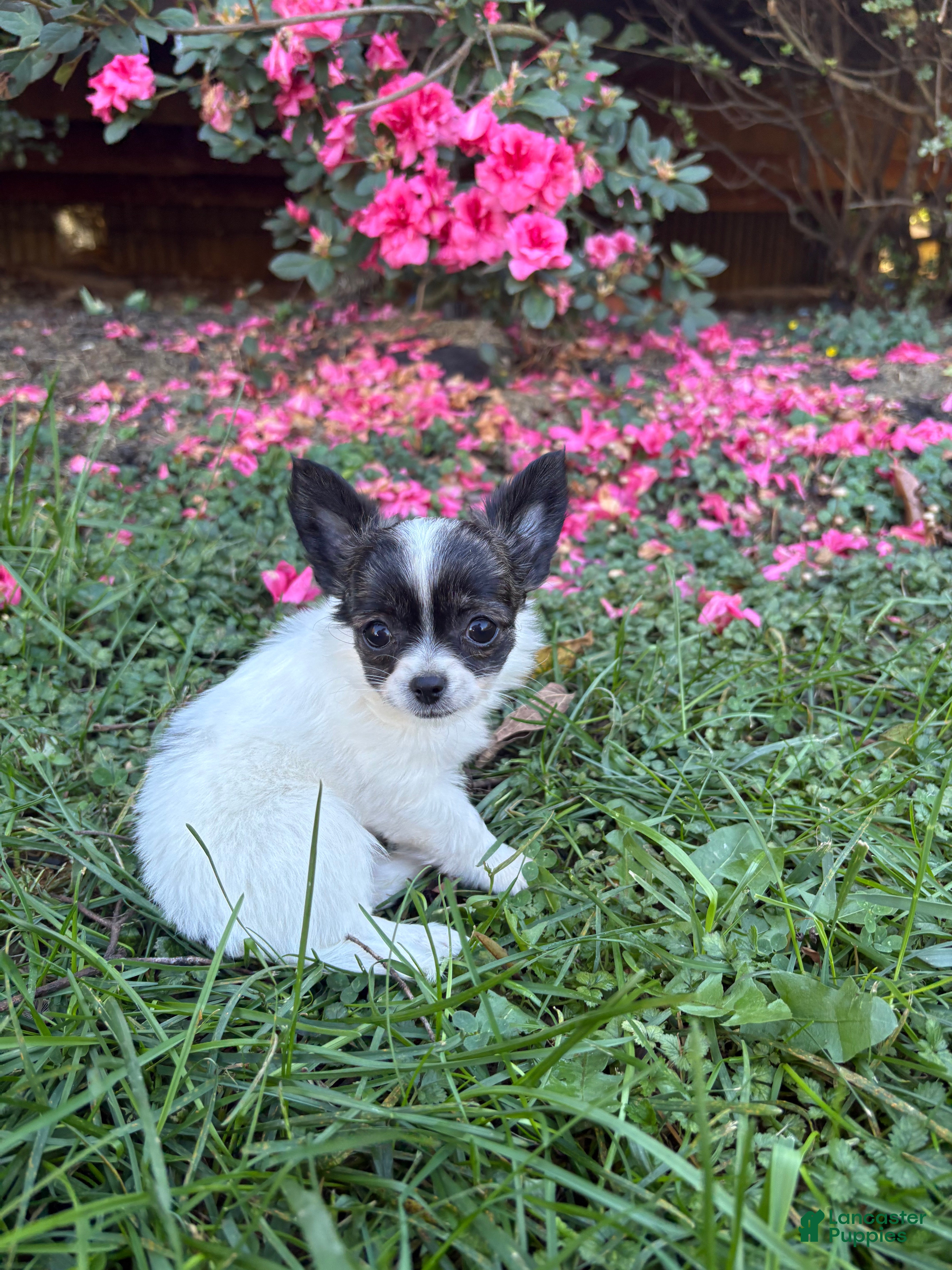 Chihuahua dogs for sale: Chihuahua 2 - Ad 2