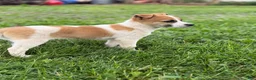 Mixed Breed dogs for sale: Stella - Ad 2
