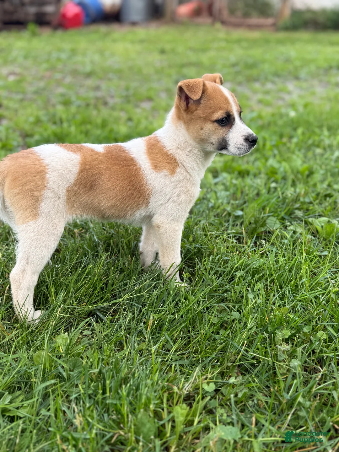 Mixed Breed dogs for sale: Stella - Ad 2