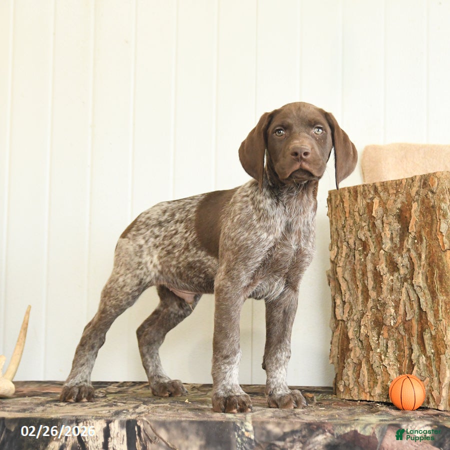 German Shorthaired Pointer dogs Dallas - Ad 2