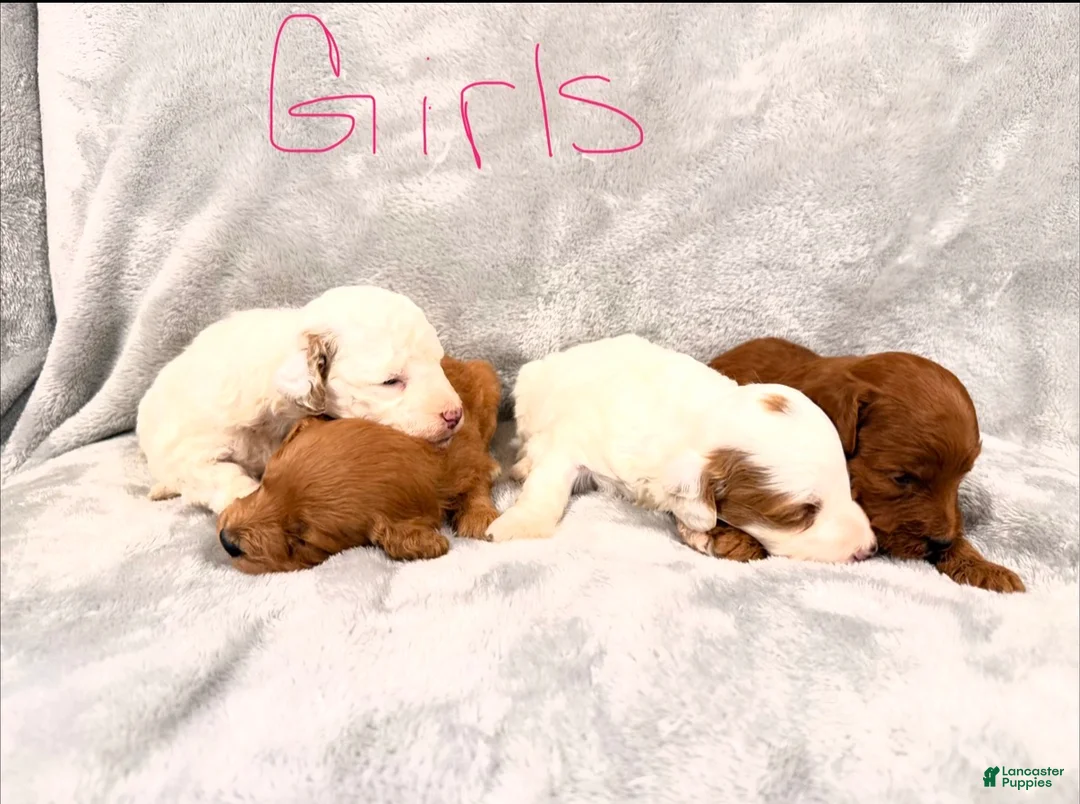 Mini Goldendoodle dogs for sale: Dixie - Ad 2