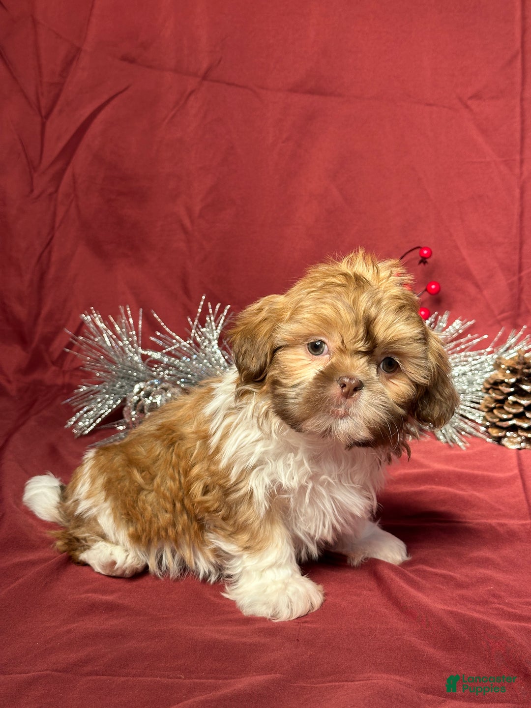 Shih Tzu dogs for sale: Tyler - Ad 4