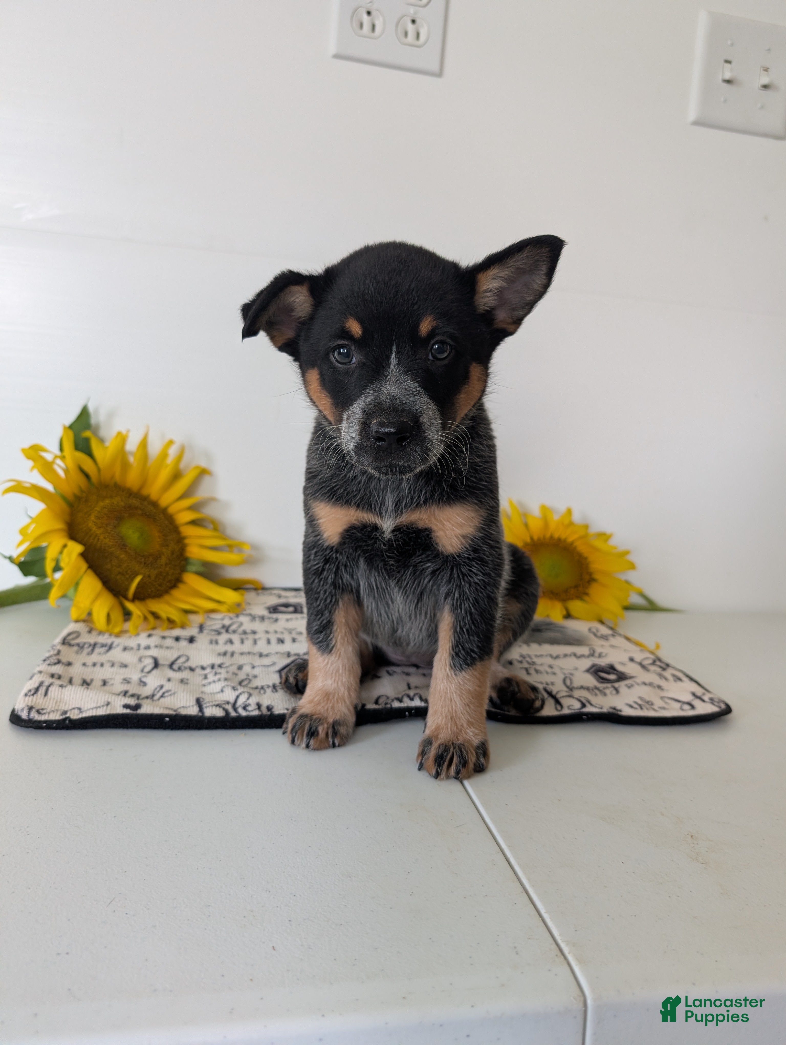 Australian Cattle Dog dogs Piper  - Ad 1