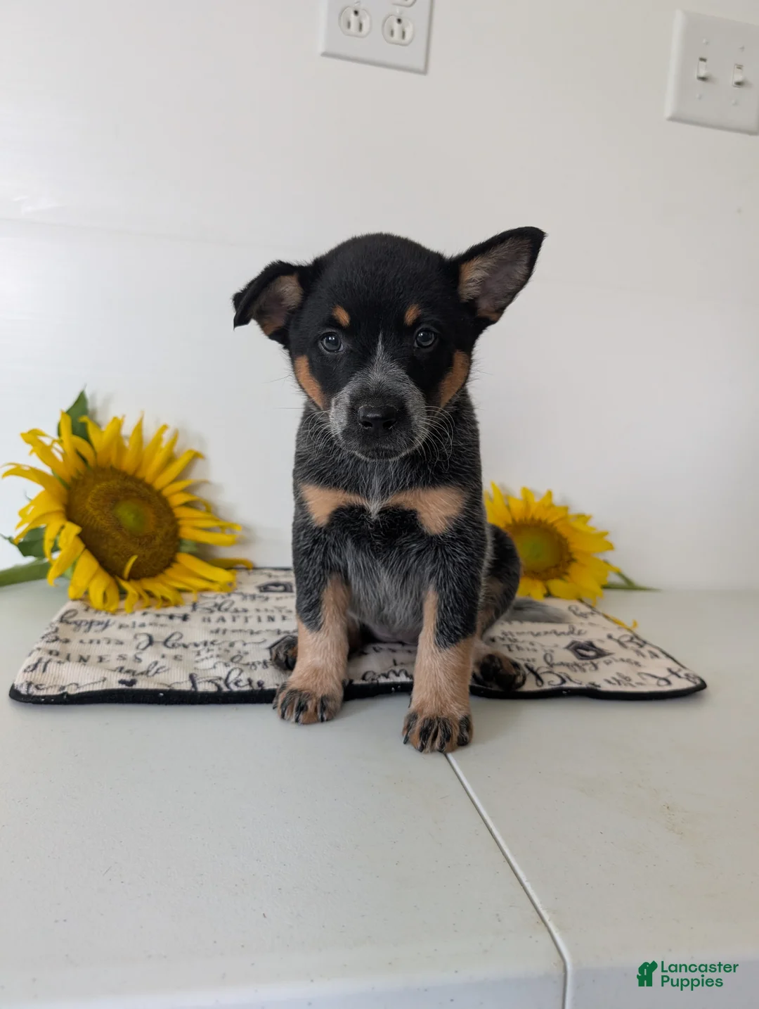 Australian Cattle Dog dogs for sale: Piper  - Ad 1