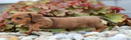 Miniature Dachshund dogs for sale: Tyson 💙 - Ad 14