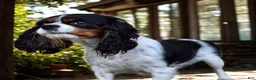 Cavalier King Charles Spaniel dogs for sale: Peanuts - Ad 12