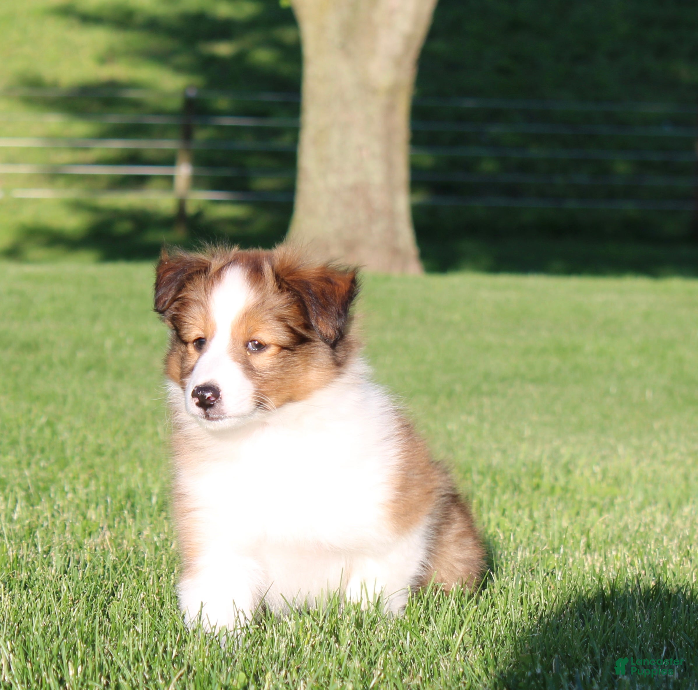 Shetland Sheepdog dogs Sydney - Ad 2