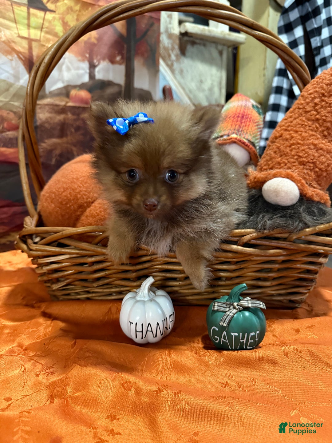 Pomeranian dogs for sale: Joy small - Ad 8