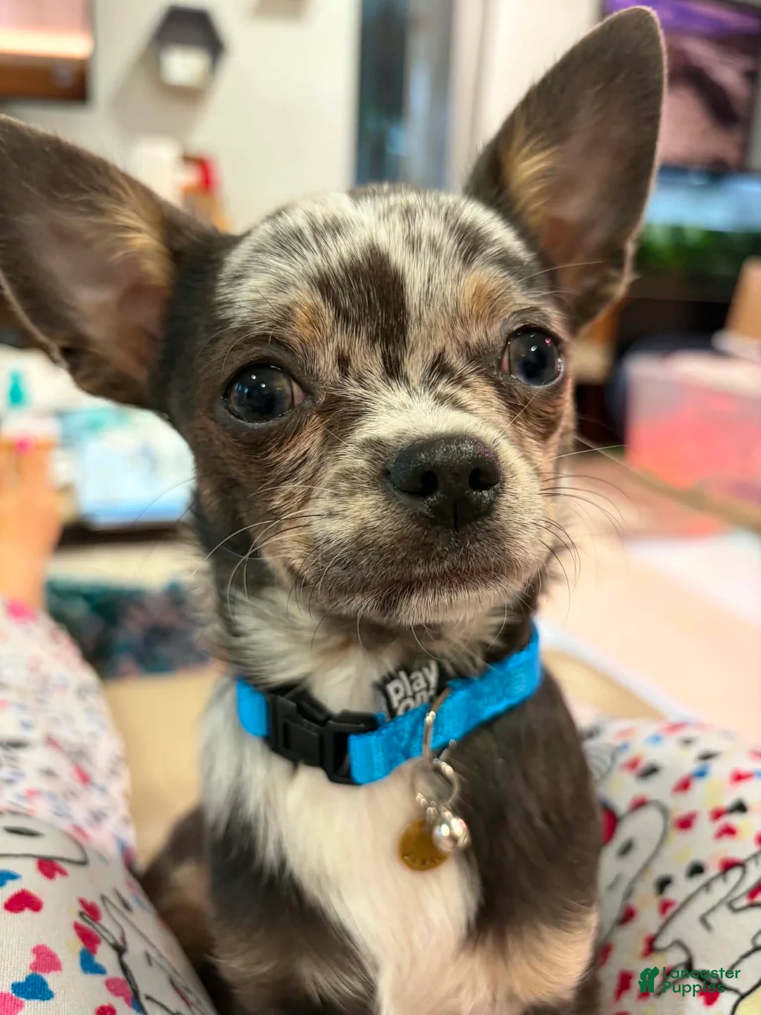 Chihuahua dogs for sale: Javier  - Ad 2