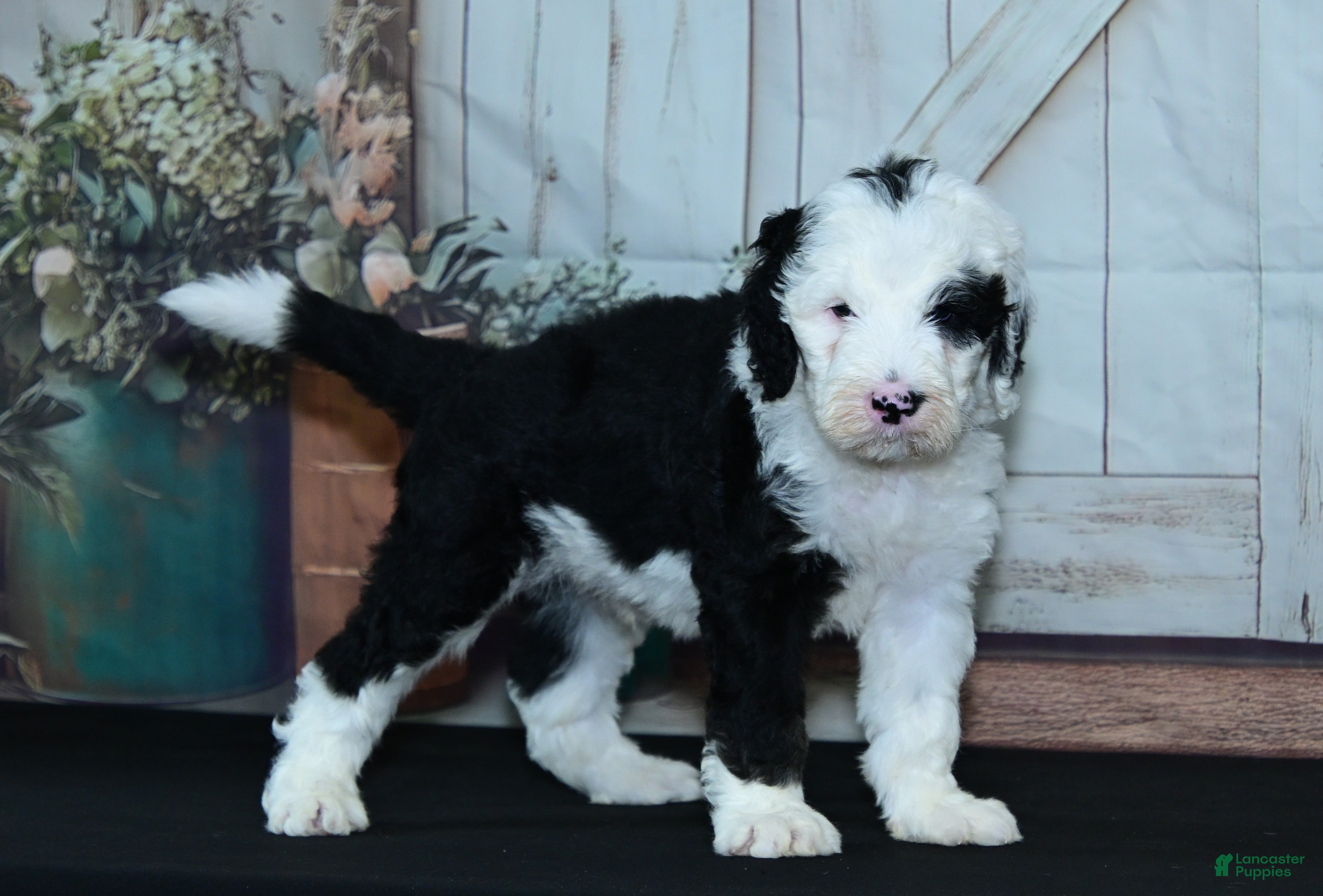 Sheepadoodle (Sheepadoodle, Male) in Ligonier, IN