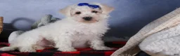 Bichon Frise dogs for sale: Dakota - Ad 11