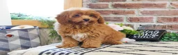 Cavapoo dogs for sale: Frappe  - Ad 5