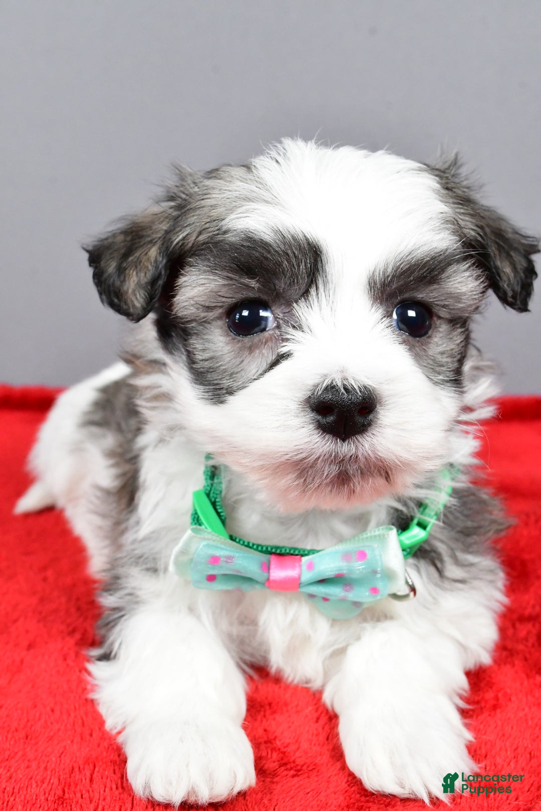 Havanese dogs for sale: Daryl - Ad 4