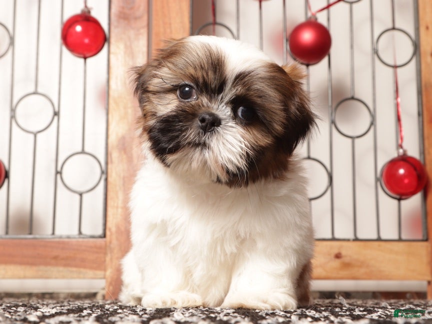 Shih Tzu dogs Owen  - Ad 5