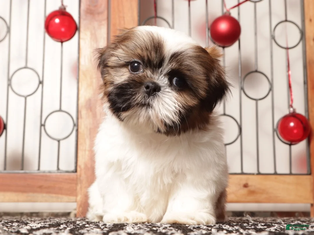 Shih Tzu dogs for sale: Owen  - Ad 1
