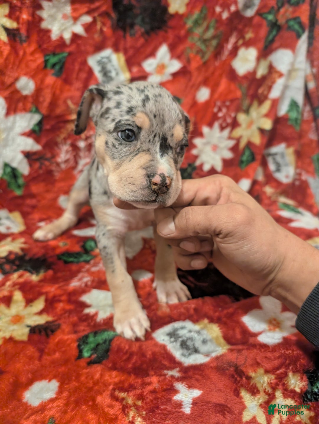 American Bully dogs for sale: American Bully Puppy 7 - Ad 2