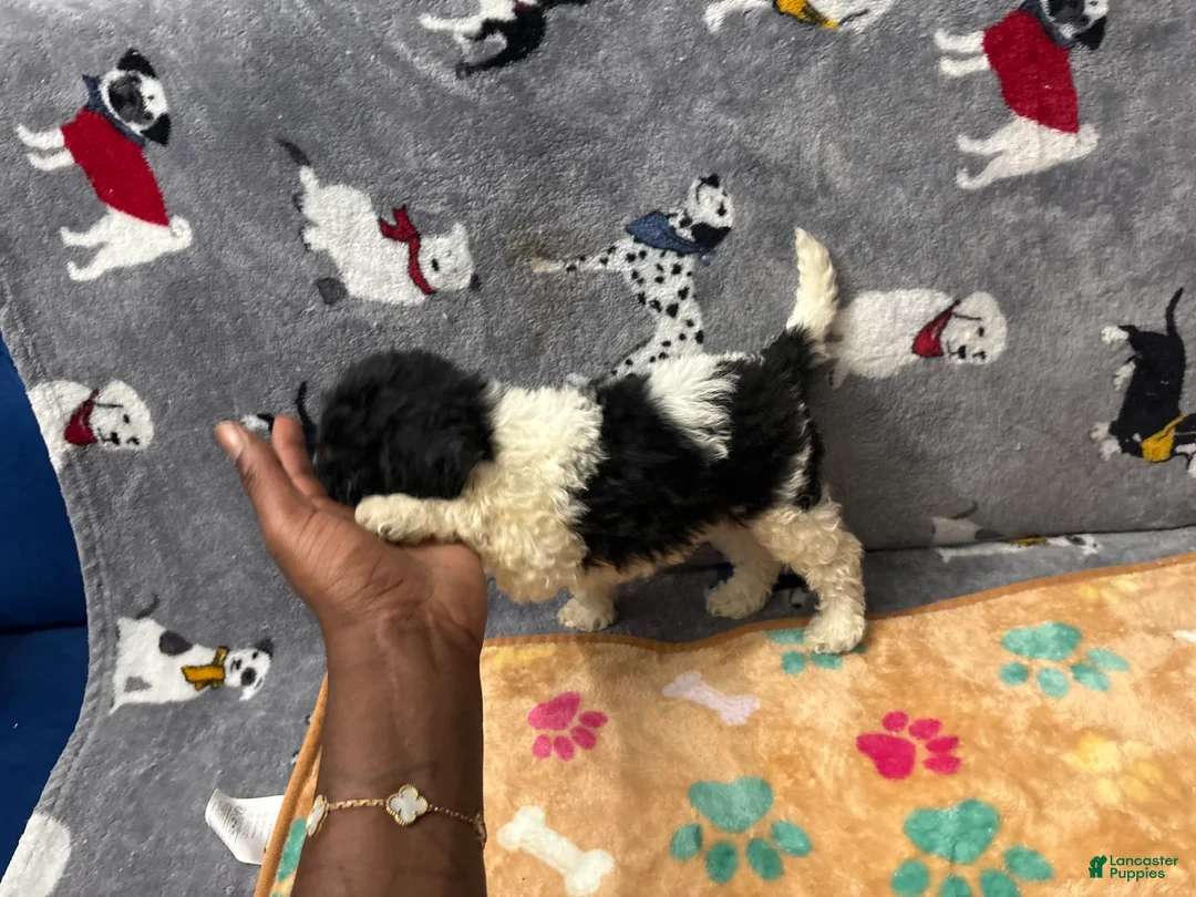 Miniature Labradoodle dogs for sale: Candy - Ad 1