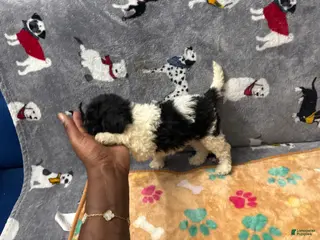 Miniature Labradoodle dogs Candy - Ad 4