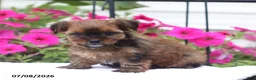 Shorkie dogs for sale: Marley - Ad 1