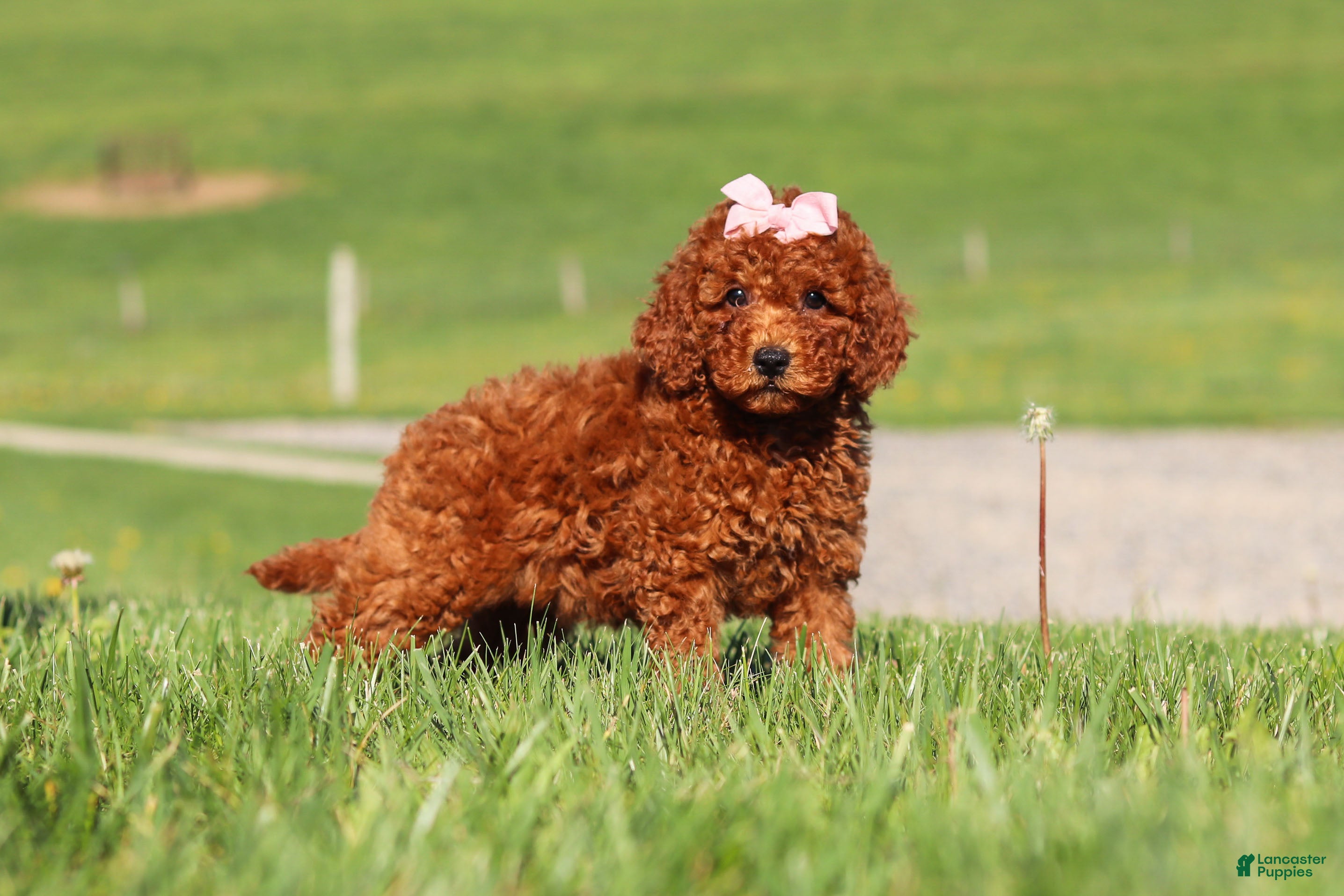 Miniature Labradoodle dogs Tilly - Ad 2